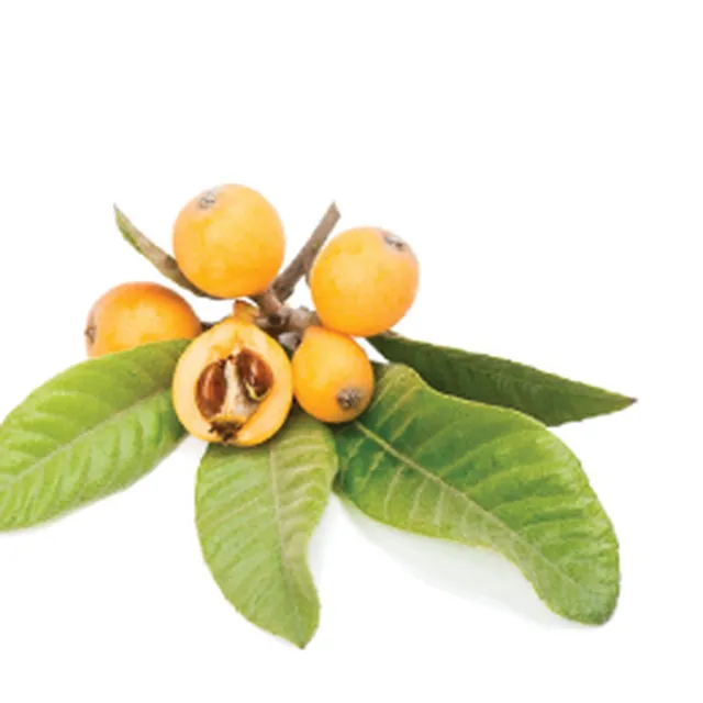 Loquat leaf 枇杷叶 for Lung meridian heat acne at PULSE TCM