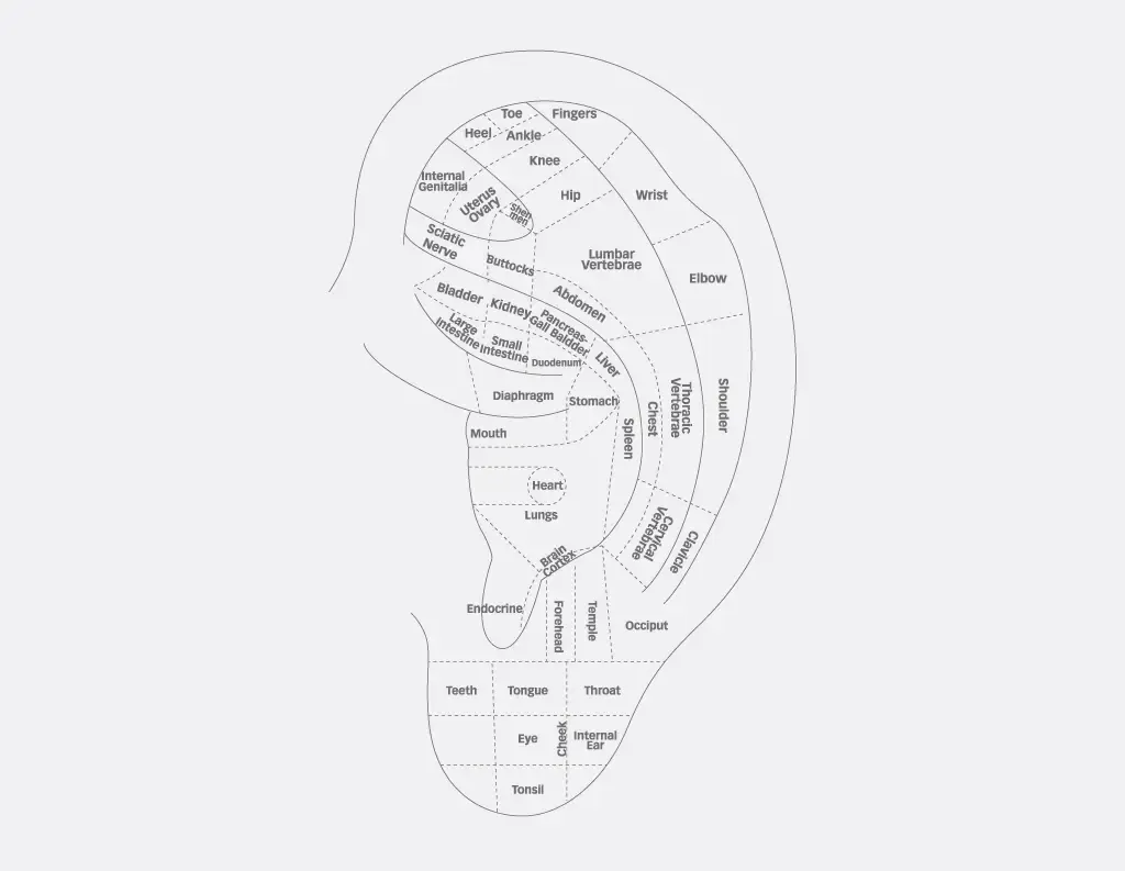 Line map of auriculotherapy points on the outer ear, including Shen Men