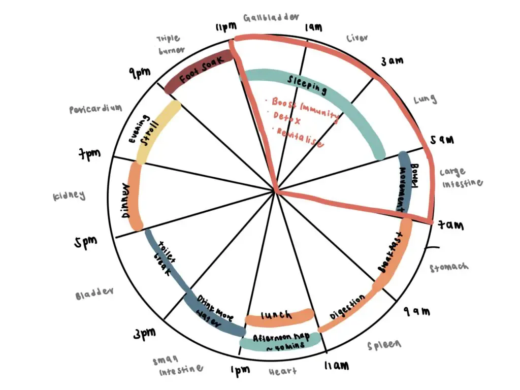 Teaching diagram of the Chinese meridian body clock with sleep highlighted from 11pm to 7am