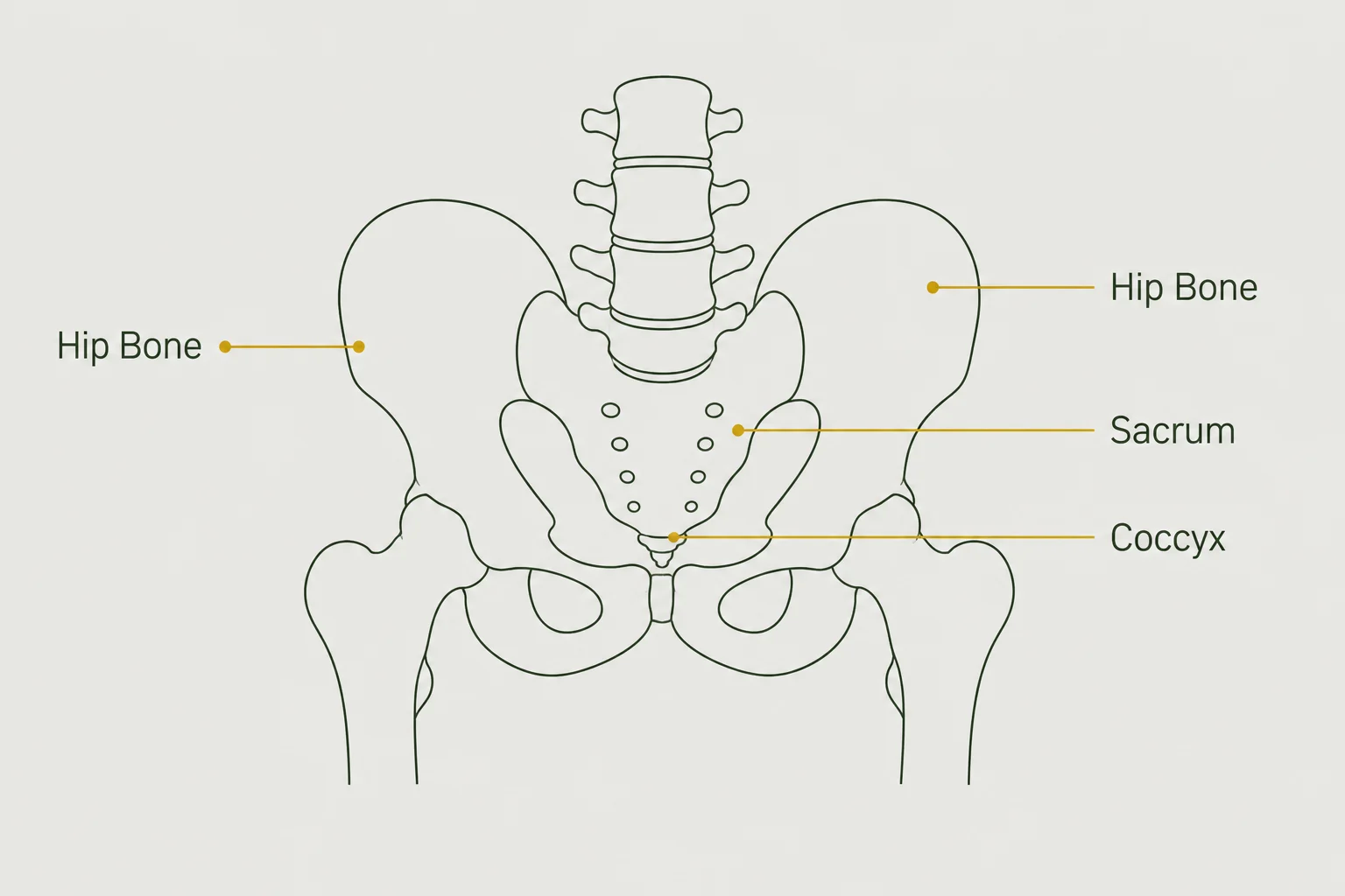 Sage-line pelvic girdle diagram on mist labelling Hip Bone, Sacrum, and Coccyx with gold callouts